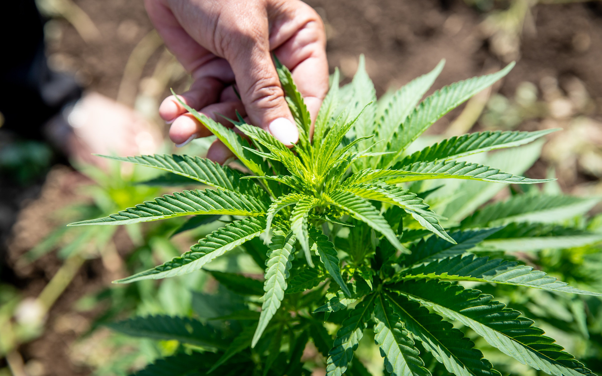 Cannabis e-commerce template demo slide 1