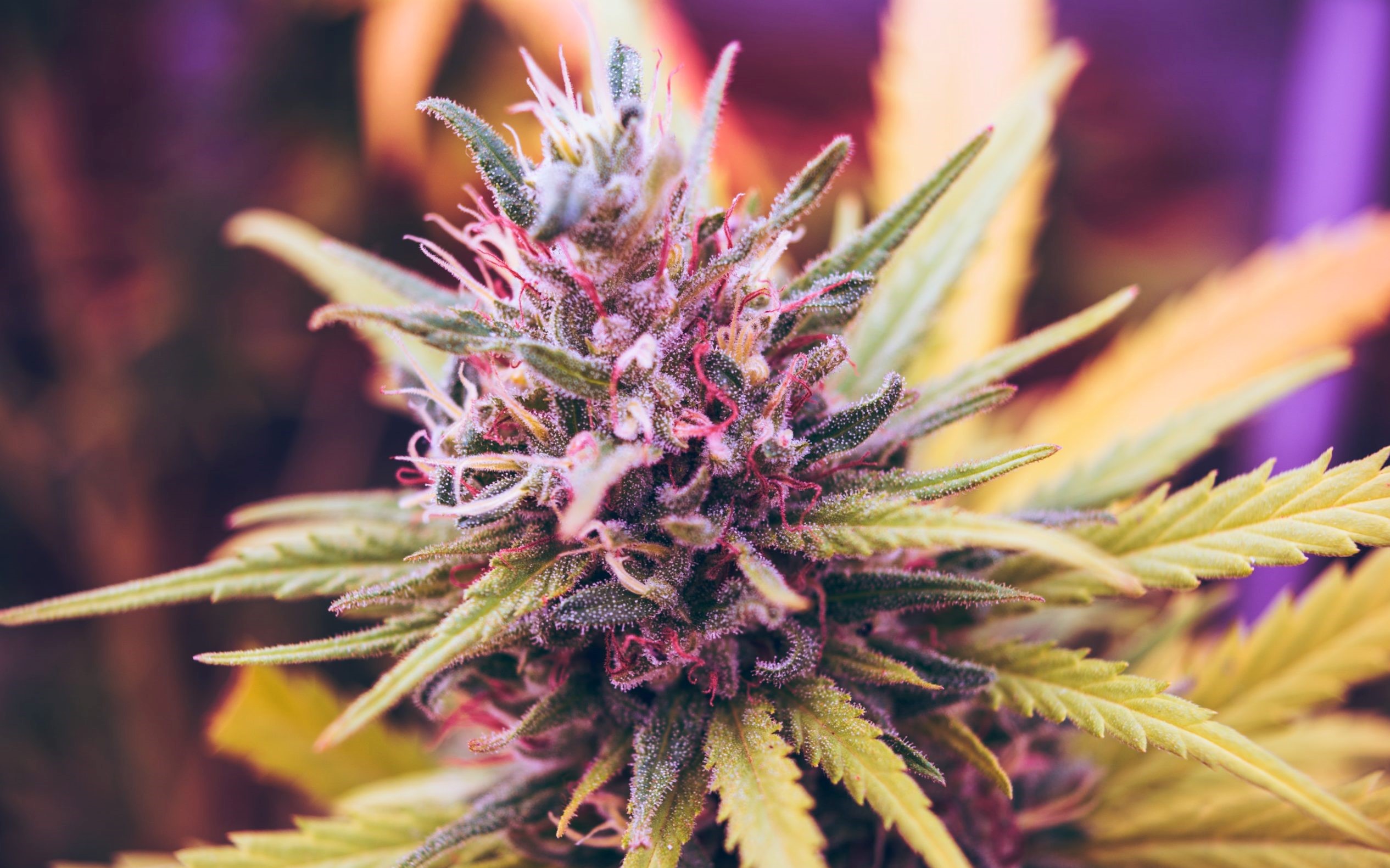 Cannabis e-commerce template demo slide 2